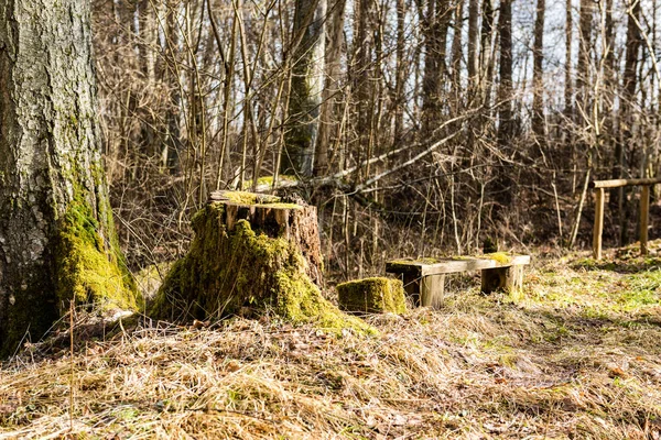 Bosque viejo con árboles cubiertos de musgo y rayos de sol —  Fotos de Stock