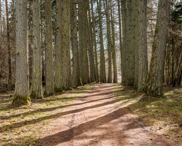 Route de gravier avec vallée de vieux grands arbres — Photo