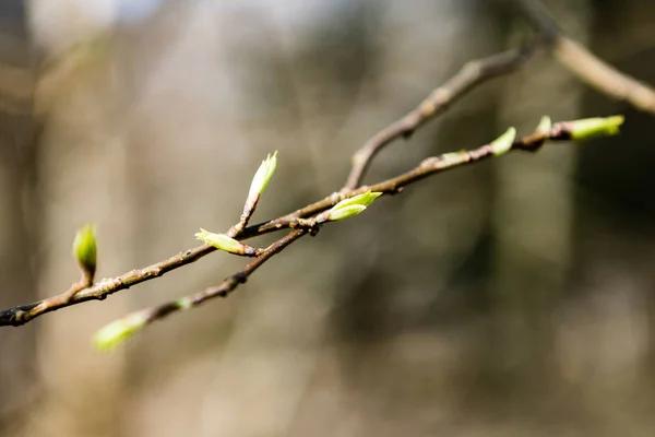 Ağaç çiçekleri ve ilk yaprakları — Stok fotoğraf