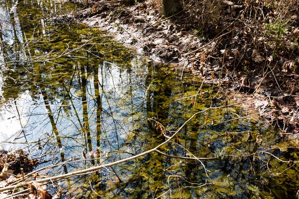 dağ nehir orman tarafından çevrili yaz aylarında