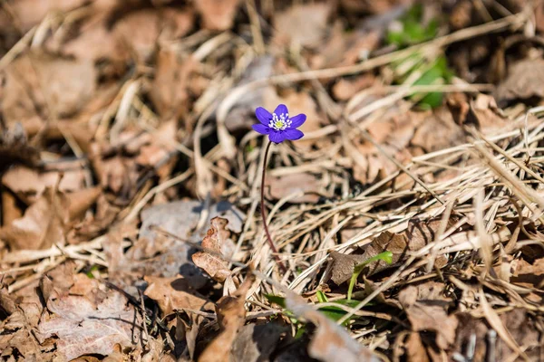 Prado ensolarado com flores e grama verde — Fotografia de Stock