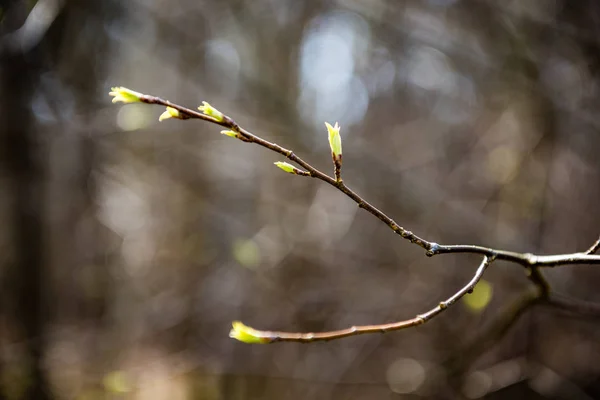 Квітка дерева і перше листя — стокове фото