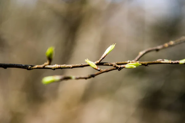 Trädet blommar och första blad — Stockfoto