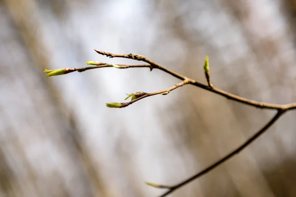 Trädet blommar och första blad — Stockfoto