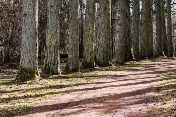 Route de gravier avec vallée de vieux grands arbres — Photo