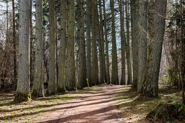 çakıl yol ile eski büyük ağaçlar Vadisi