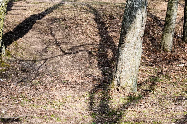 Bosque viejo con árboles cubiertos de musgo y rayos de sol — Foto de Stock