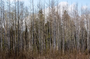 ormandaki ağaç gövdeleri