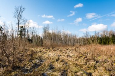 Orman ağaçları parlak mavi gökyüzü üzerinde