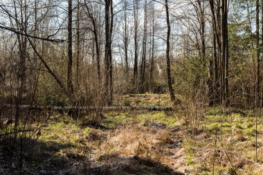 ormandaki ağaç gövdeleri