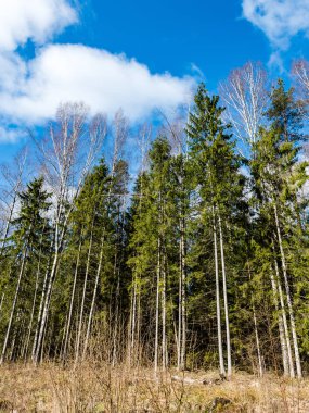 Orman ağaçları parlak mavi gökyüzü üzerinde