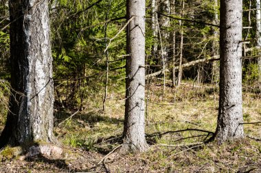 ormandaki ağaç gövdeleri