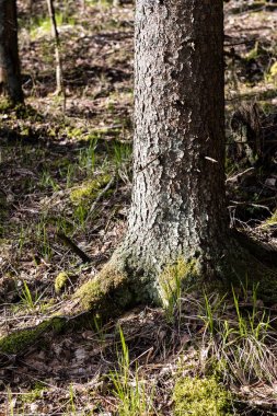 ormandaki ağaç gövdeleri