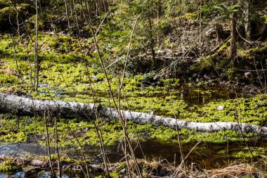 ormandaki ağaç gövdeleri