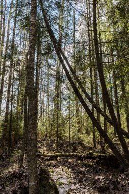 Orman ağaçları parlak mavi gökyüzü üzerinde