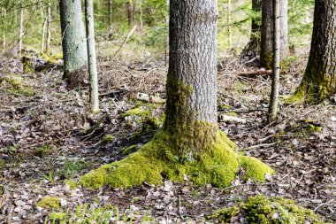 ormandaki ağaç gövdeleri