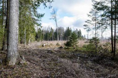 ormandaki ağaç gövdeleri