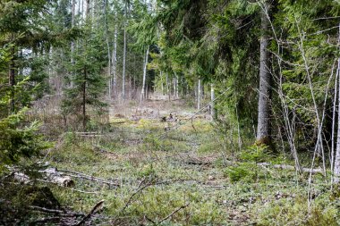 ormandaki ağaç gövdeleri