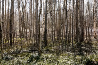 ormandaki ağaç gövdeleri