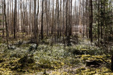 ormandaki ağaç gövdeleri