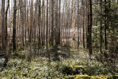 ormandaki ağaç gövdeleri