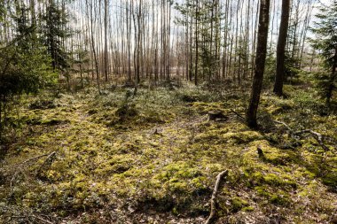 ormandaki ağaç gövdeleri