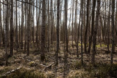 ormandaki ağaç gövdeleri