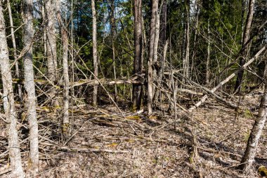 Kuru kırık ağaç dalları yerde