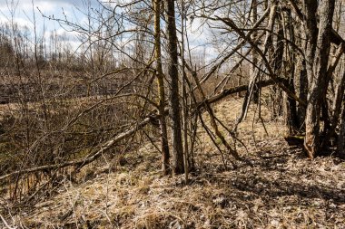 Orman ağaçları parlak mavi gökyüzü üzerinde