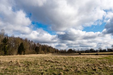 Orman ağaçları parlak mavi gökyüzü üzerinde
