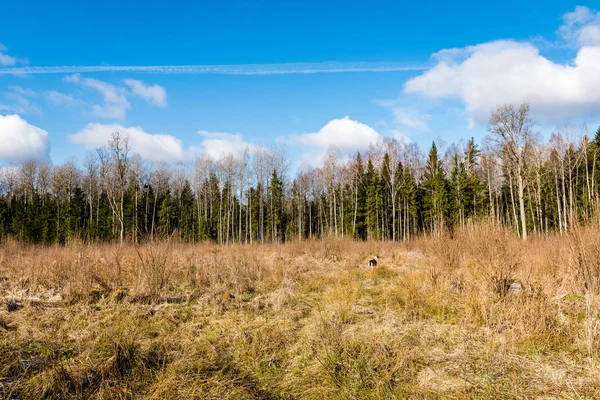 Árboles del bosque en el cielo azul brillante — Foto de Stock