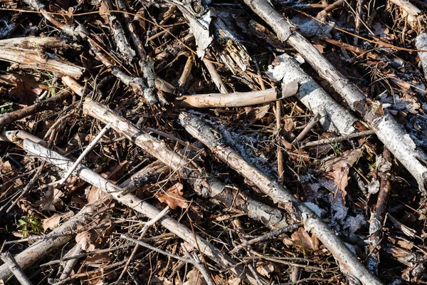 Branches cassées sèches sur le sol — Photo