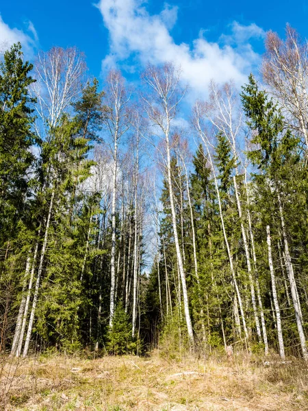 Árboles del bosque en el cielo azul brillante — Foto de Stock