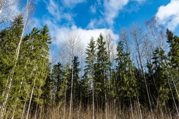 Orman ağaçları parlak mavi gökyüzü üzerinde — Stok fotoğraf