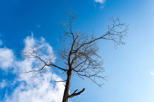 明るい青空の林の木 — ストック写真