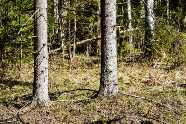 Trädstammar i skogen — Stockfoto