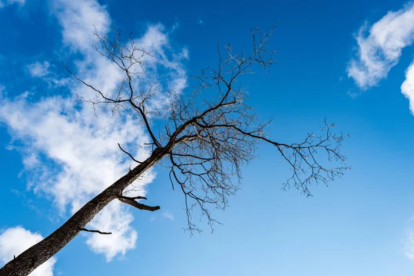 明るい青空の林の木 — ストック写真