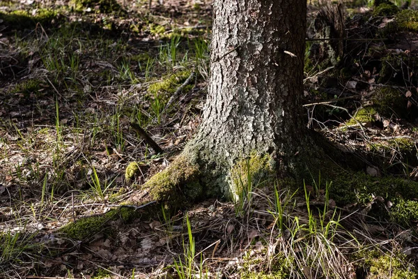 Деревянные стволы в лесу — стоковое фото