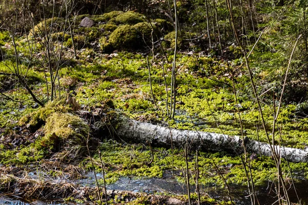 Trunks albero nella foresta — Foto Stock