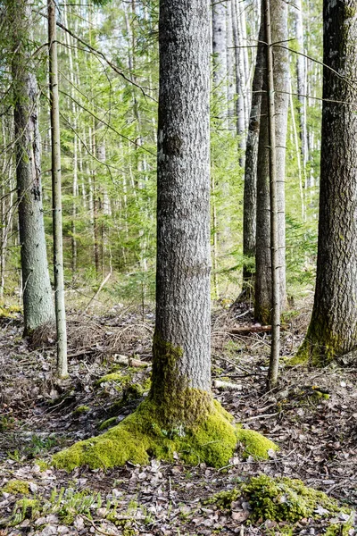 Troncs d'arbres dans la forêt — Photo