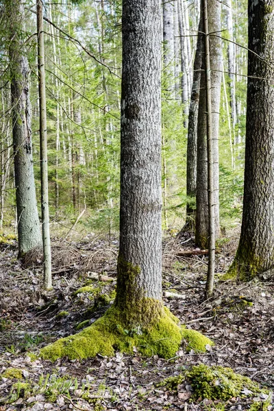 A fatörzsek az erdő — Stock Fotó