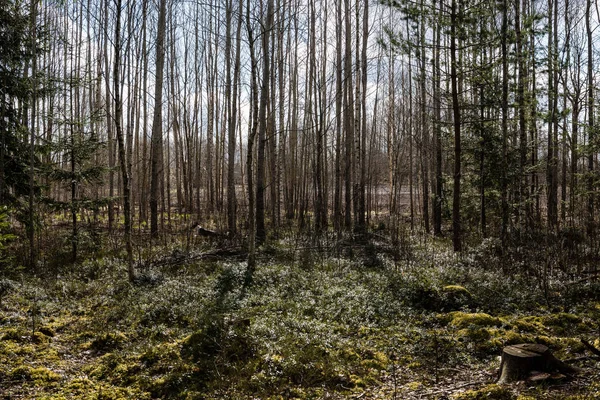 Troncos de árboles en el bosque — Foto de Stock