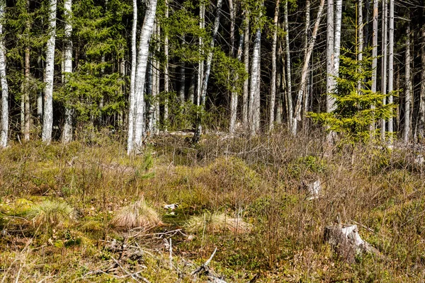 Troncos de árboles en el bosque —  Fotos de Stock