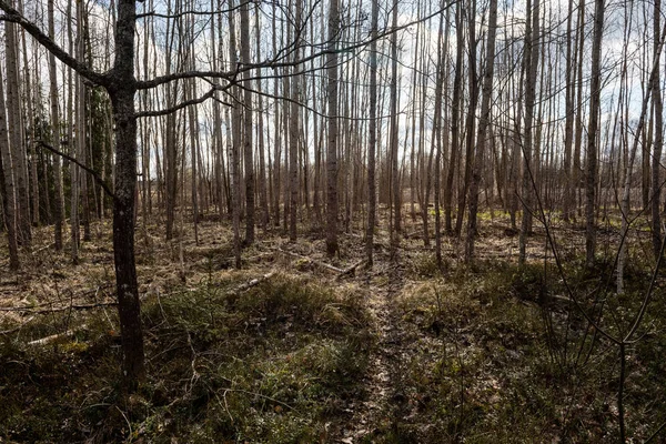 숲에서 나무 줄기 — 스톡 사진