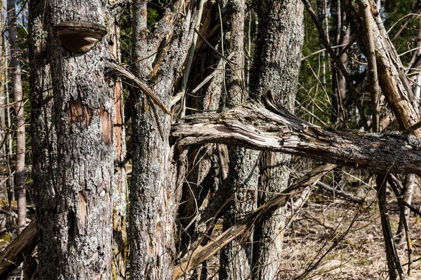 Сухие сломанные ветви деревьев на земле — стоковое фото