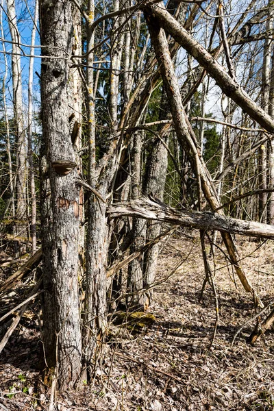 Suché, zlomené větve stromů na zemi — Stock fotografie