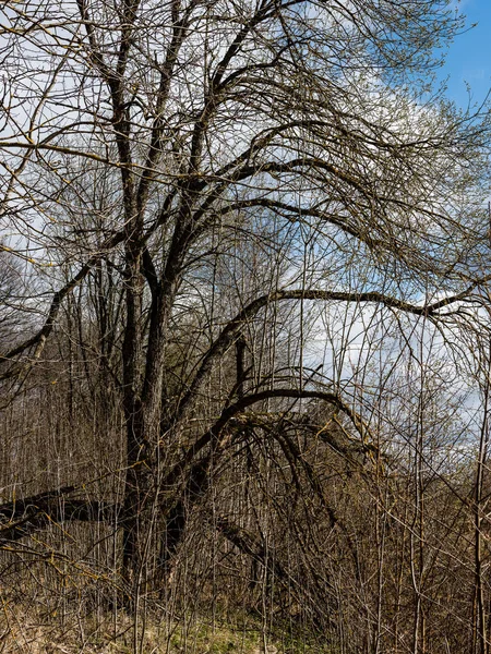 Alberi della foresta sul cielo blu brillante — Foto Stock