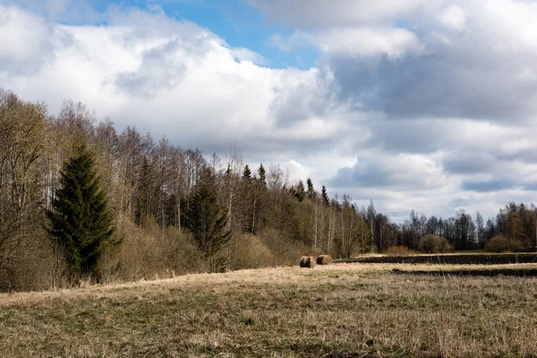 Drzewa leśne na jasne błękitne niebo — Zdjęcie stockowe