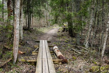 bataklığındaki ahşap yaya köprüsü