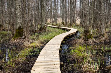 bataklığındaki ahşap yaya köprüsü